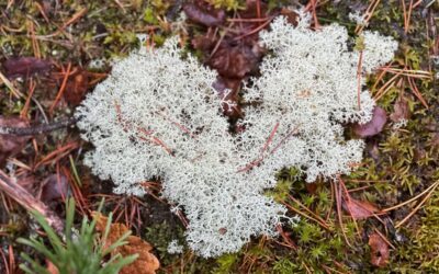 Ser du det du vill se?